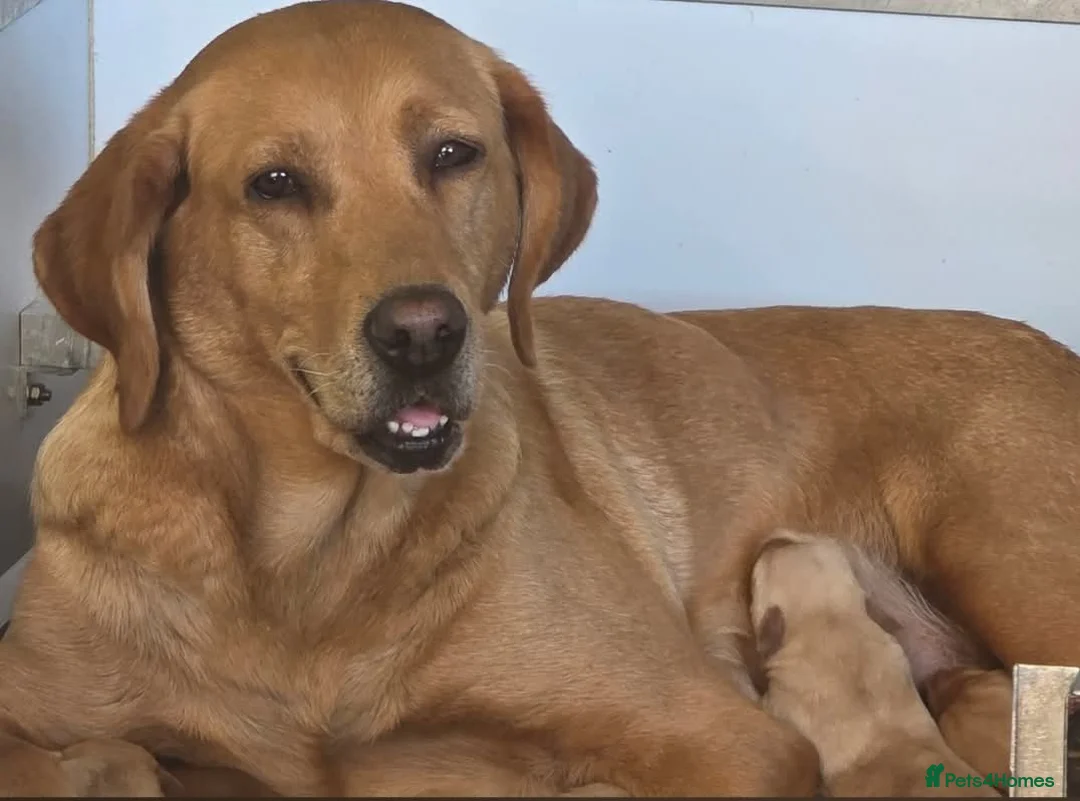 Labrador Retriever dogs for sale: KC Reg Working Labrador Pups for Sale - Advert 9
