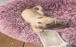 Pomchi dogs for sale: Pomchi girl - Image 2