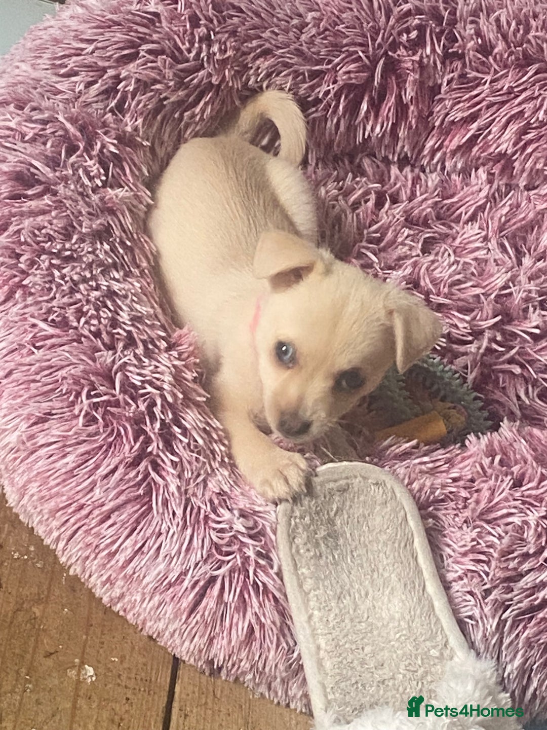 Pomchi dogs for sale: Pomchi girl - Image 2