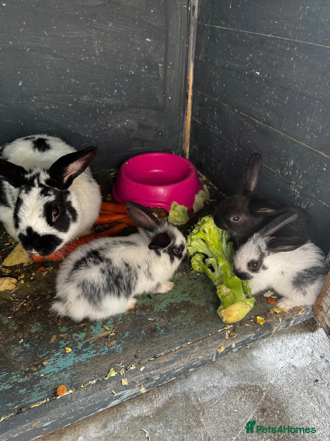 Mixed Breed rabbits for sale: Bunnies and Mom  For Sale🐇 🐇  - Advert 1