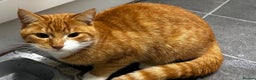 Mixed Breed cats for sale: FREE - Ginger Male Cat - 7 Months - Advert 1