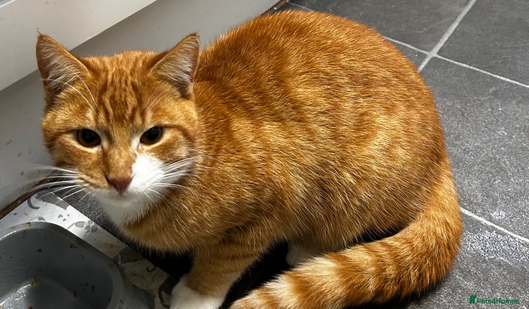 Mixed Breed cats for sale: FREE - Ginger Male Cat - 7 Months - Advert 1