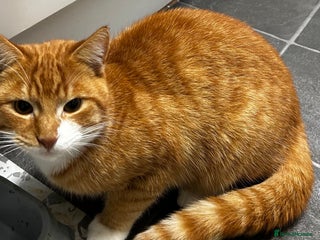 Mixed Breed cats FREE - Ginger Male Cat - 7 Months - Advert 1