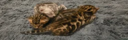 Bengal cats for sale: Full pedigree babies - Advert 9