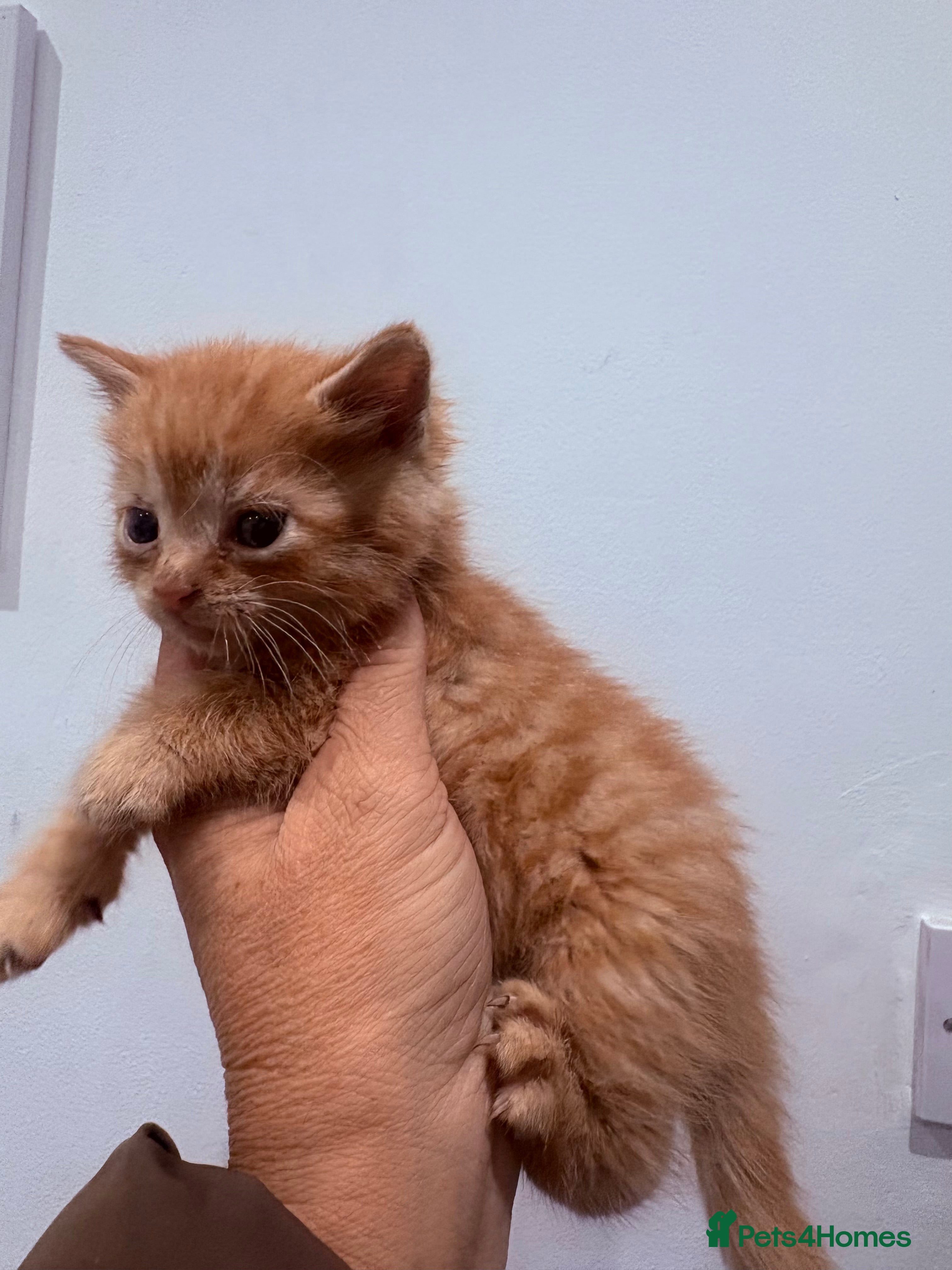 Mixed Breed cats  Beautiful little kittens needing new homes  - Advert 19