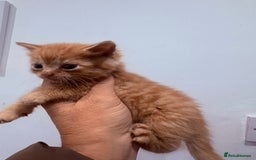 Mixed Breed cats for sale:  Beautiful little kittens needing new homes  - Image 1