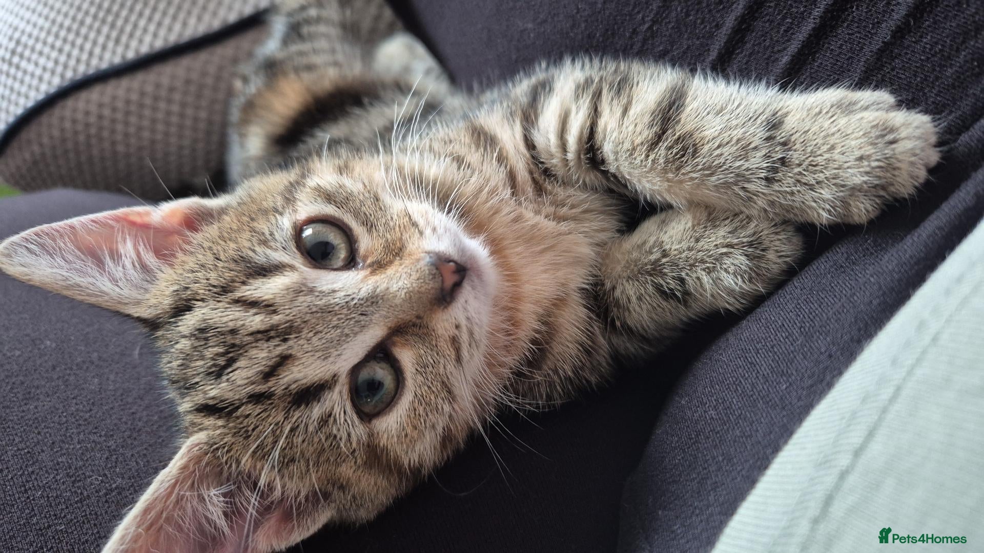 Mixed Breed cats Last Little Kitten Looking for His Forever Home  - Advert 3