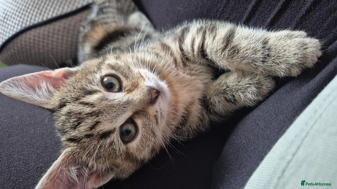 Mixed Breed cats for sale: Last Little Kitten Looking for His Forever Home  - Advert 1