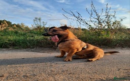 Mixed Breed dogs for adoption: 💙🐶 ROCKY 🐶💙 - Image 2