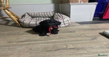 Sproodle dogs - Advert 4