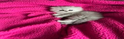 Persian cats for sale: Persian silver chinchilla kittens  - Advert 2