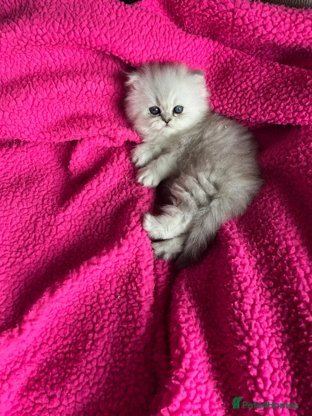 Persian cats for sale: Persian silver chinchilla kittens  - Advert 2