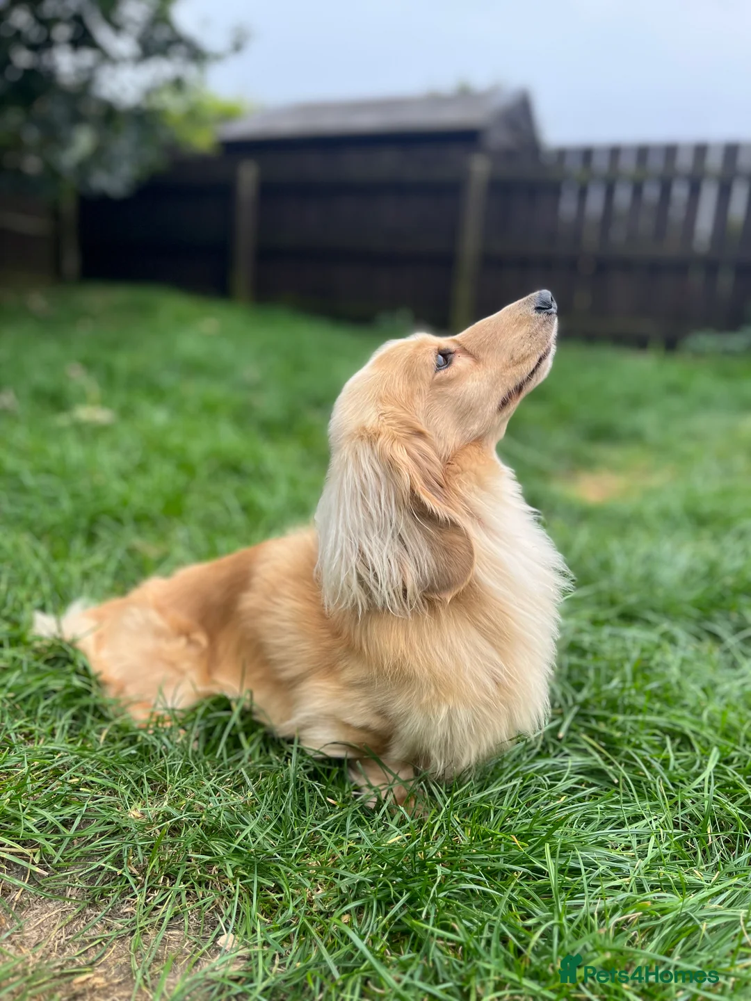 Miniature Dachshund dogs for stud: I/I E/E English Cream  in Newcastle upon Tyne - Advert 5