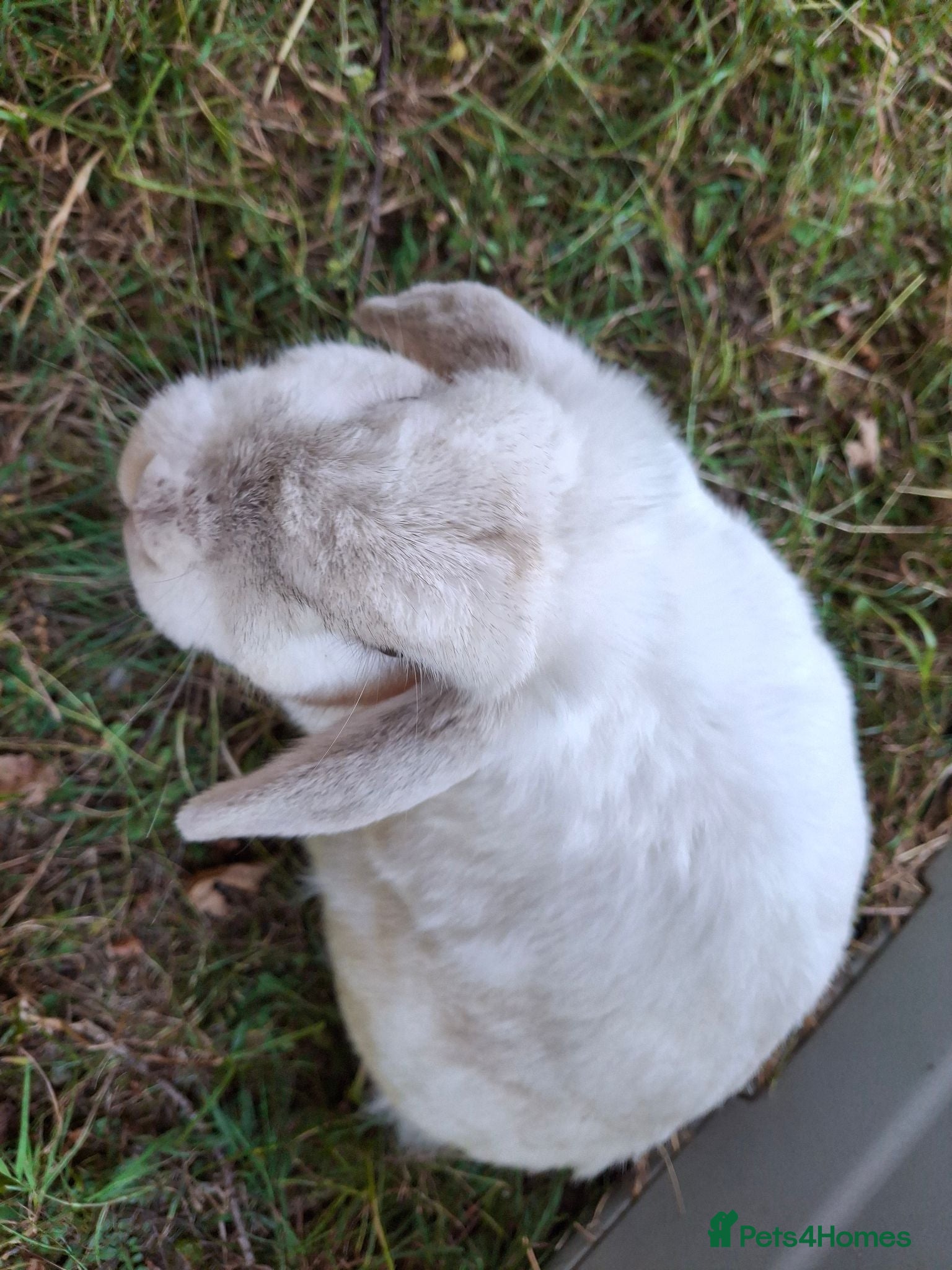 Mini Lop rabbits 6 year old mini lop doe for sale - spayed - Advert 1