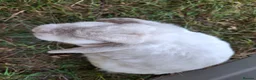 Mini Lop rabbits for sale: 6 year old mini lop doe for sale - spayed - Advert 1
