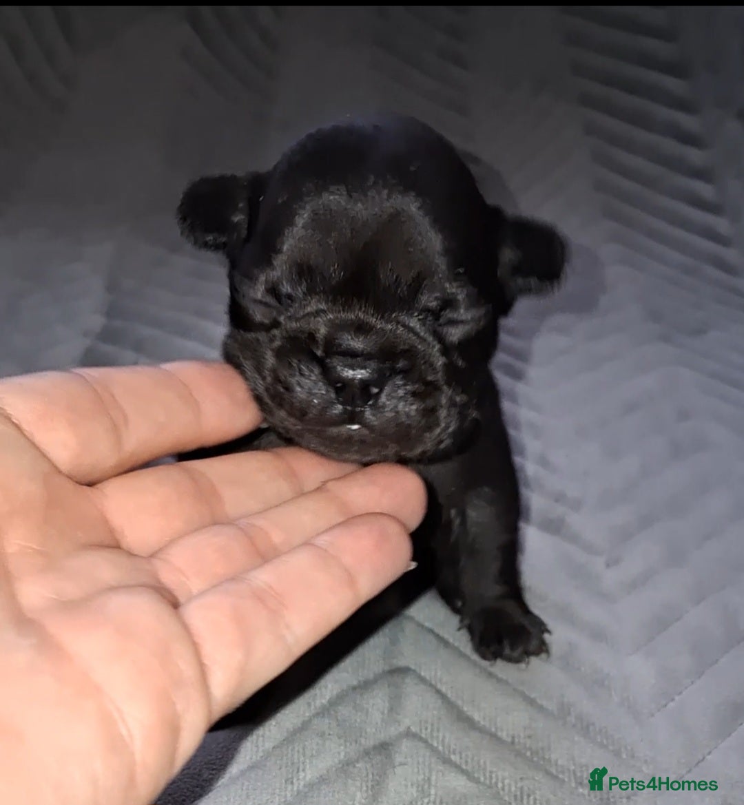 French Bulldog dogs for sale: 8 stunning french bulldogs - Advert 1