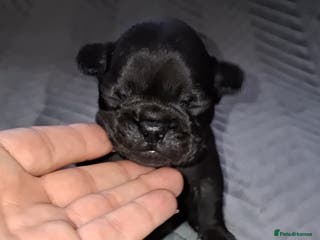 French Bulldog dogs 8 stunning french bulldogs - Advert 16