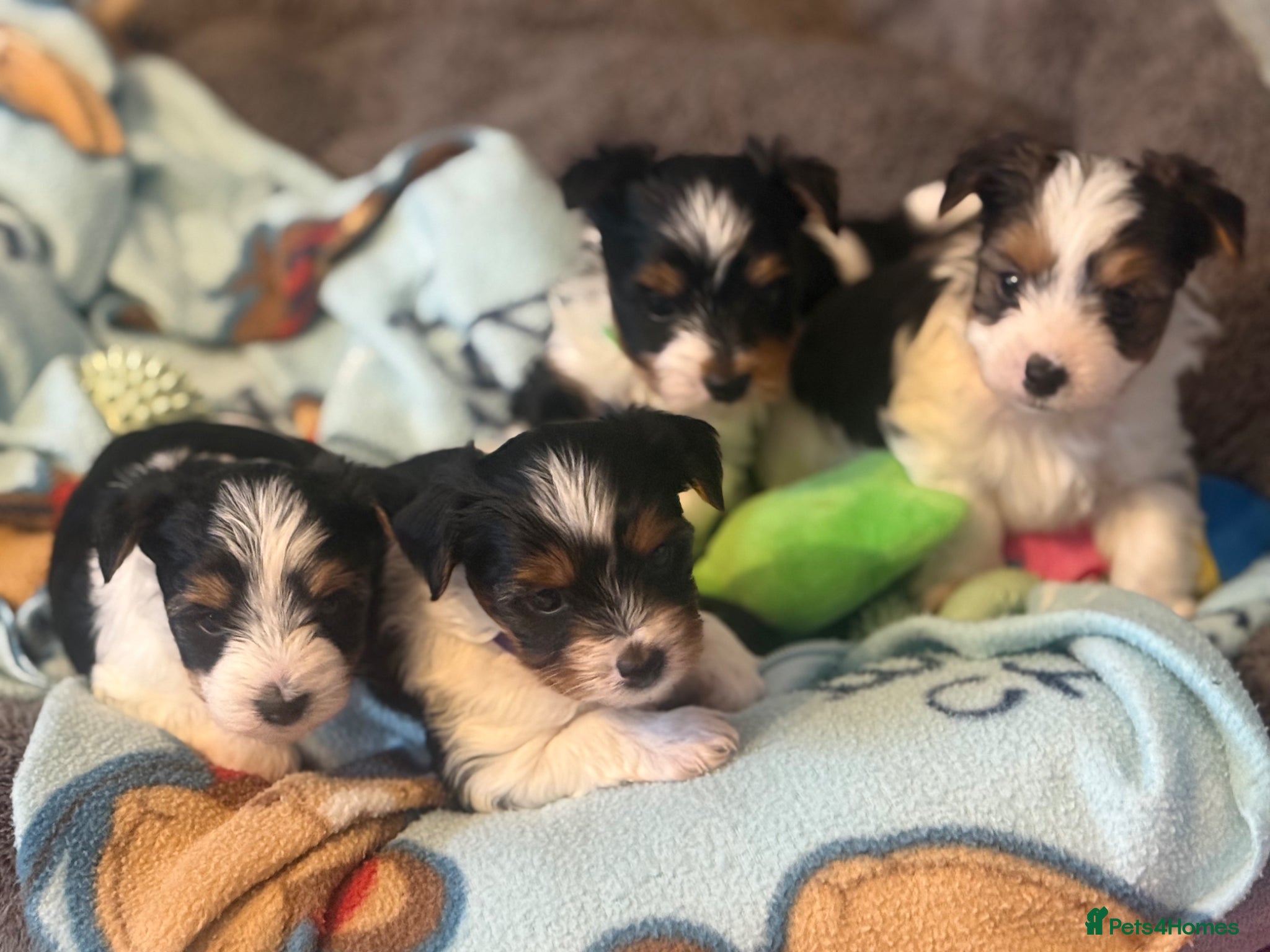 Biewer Terrier dogs 🐶 Beautiful Biewer Yorkshire Terrier Puppies🐶 - Advert 1