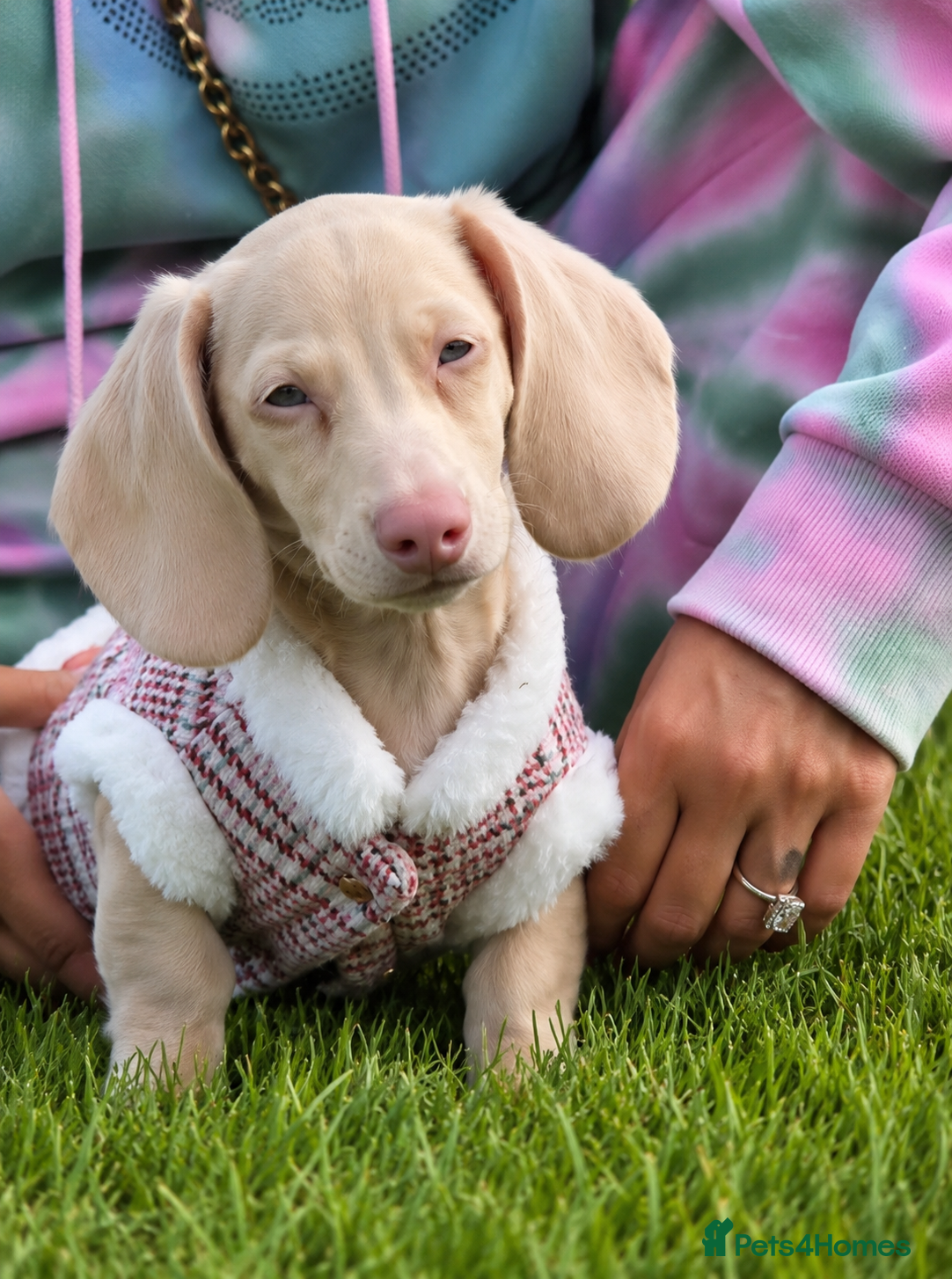 Miniature Dachshund dogs for sale: Absolutely stunning mini dachshunds  - Advert 1