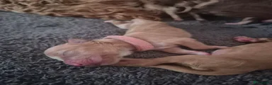 Cockapoo 2