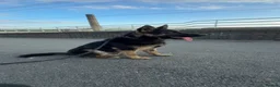 German Shepherd dogs for sale: German shepherd dog  - Advert 3