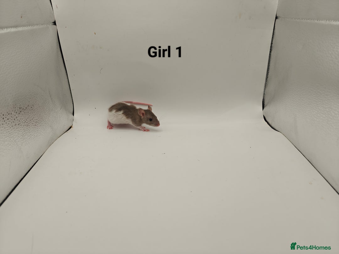 Rat rodents for sale: DEC: 24 Rats (5 Rats: 3 Boys & 2 Girls Left) - Advert 15