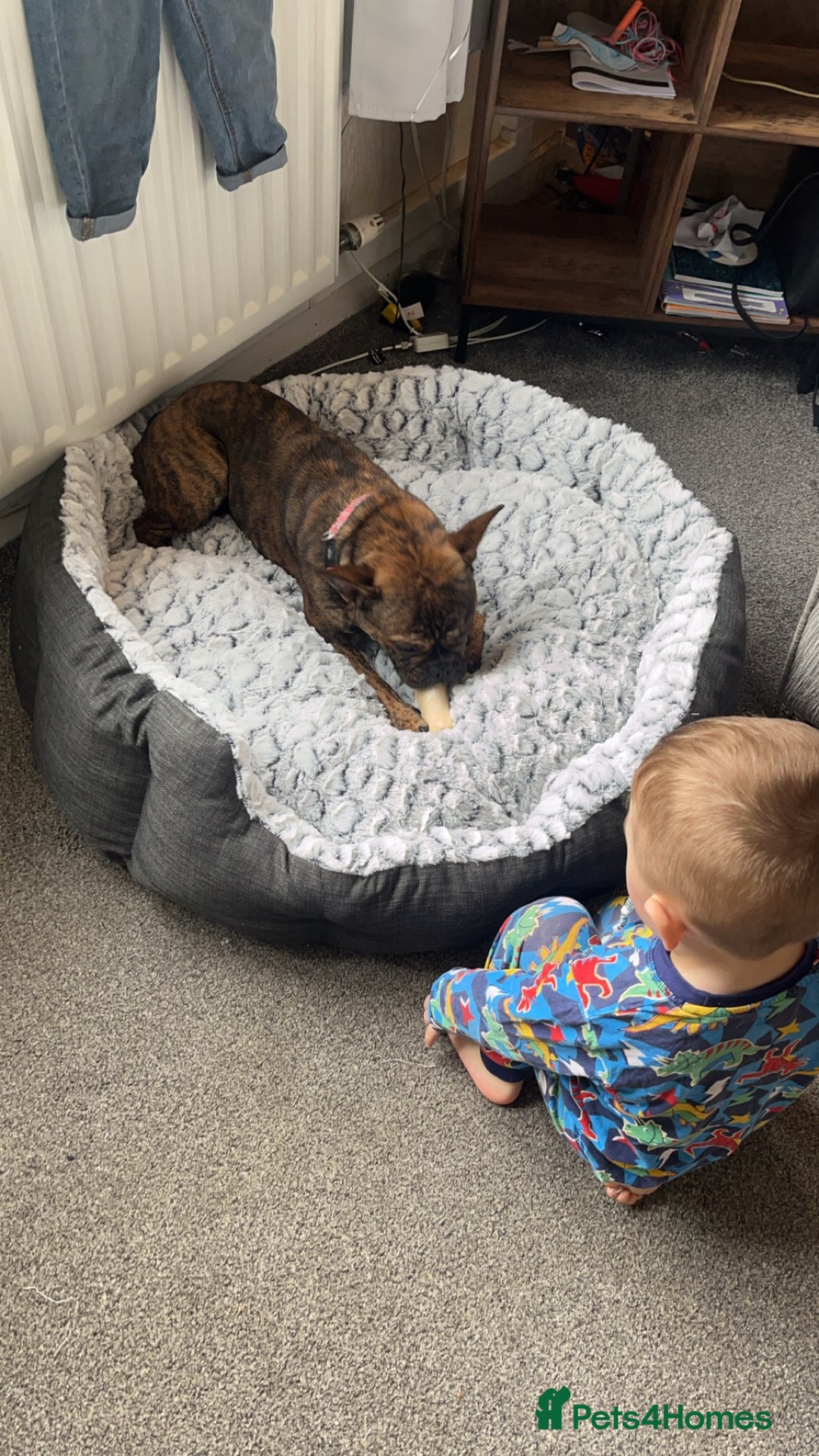 Mixed Breed dogs for sale: 2 year old Minnie  - Advert 4