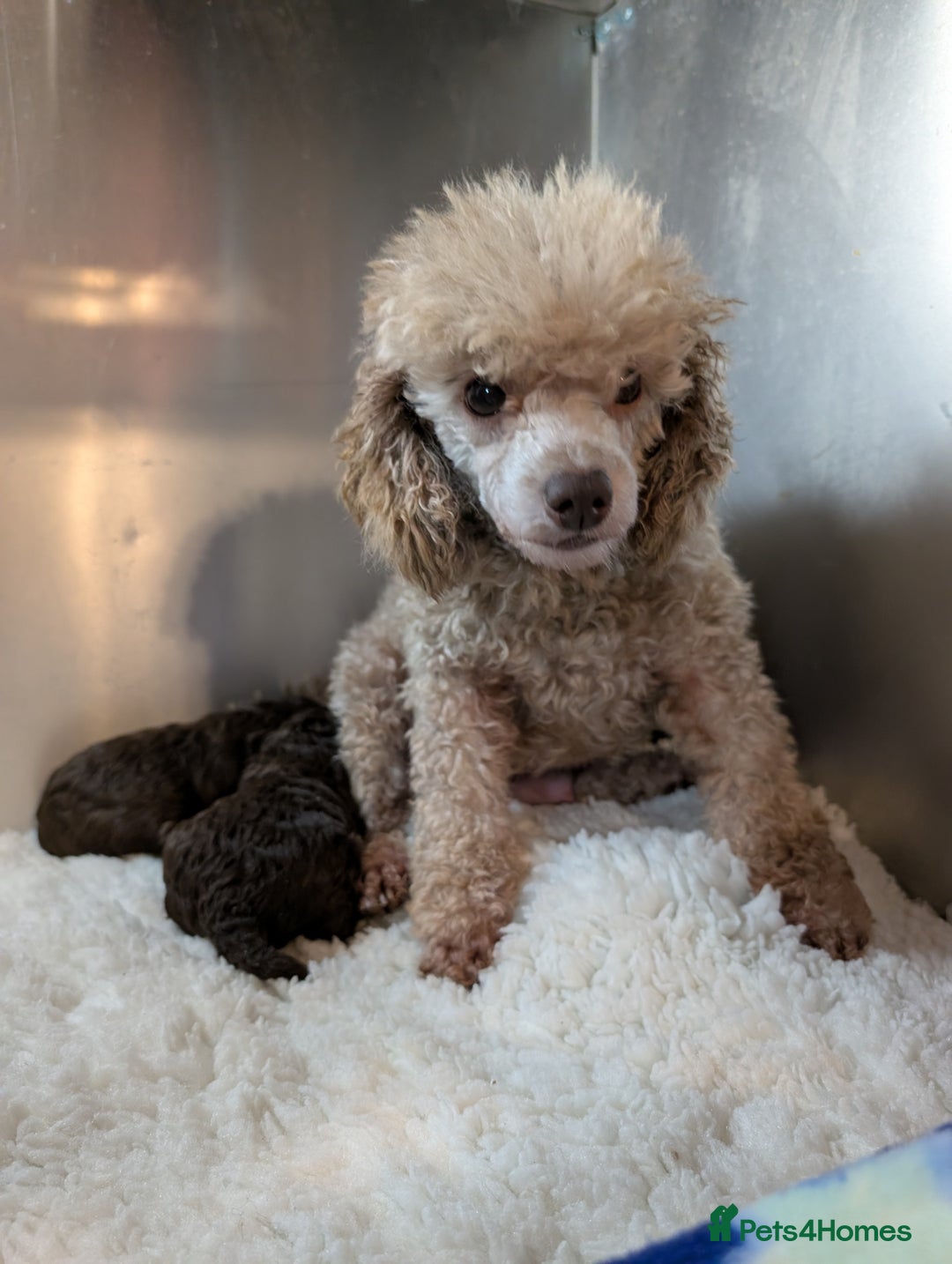 Toy Poodle dogs for sale: Pedigree Chocolate Toy Poodle  - Advert 9