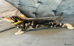 Bengal cats for sale: Stunning litter of Pure Bengals - Image 16
