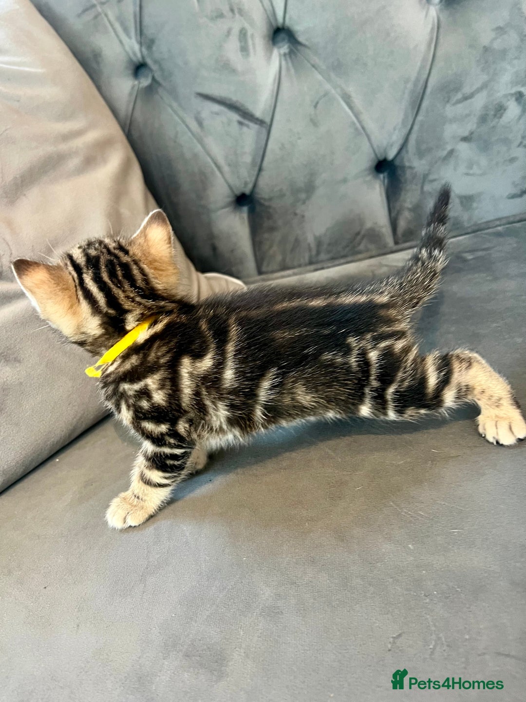 Bengal cats for sale: Stunning litter of Pure Bengals - Image 16