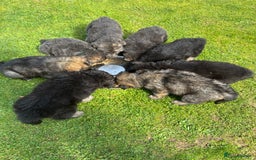 German Shepherd dogs for sale: 8 beautiful long haired German shepherd puppies  - Image 27