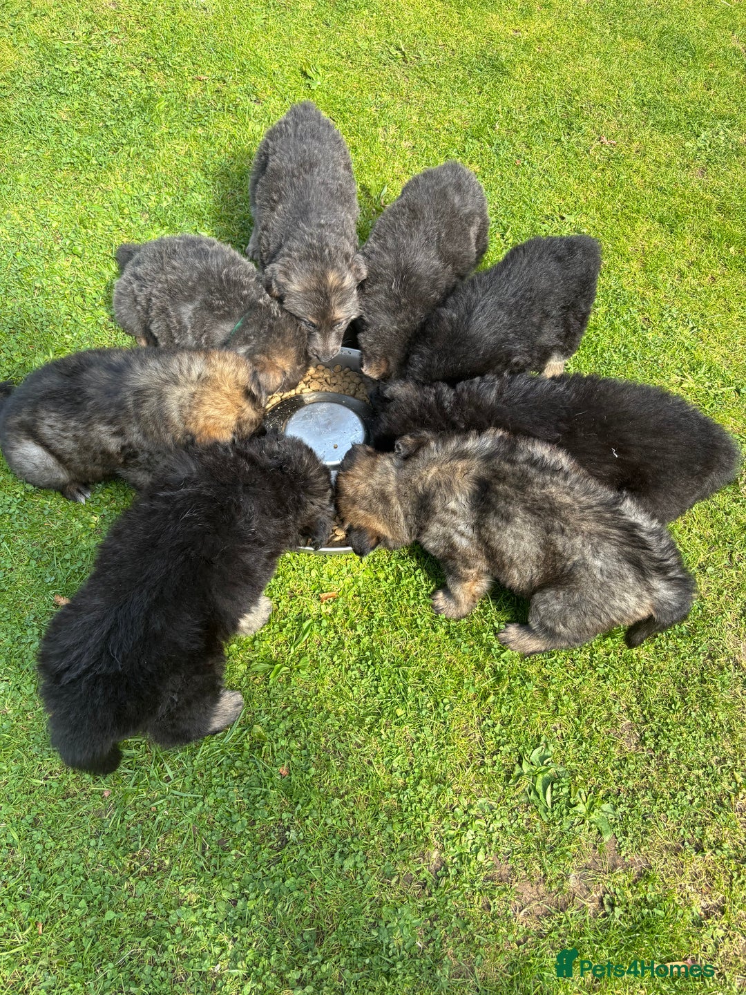 German Shepherd dogs for sale: 8 beautiful long haired German shepherd puppies  - Image 27