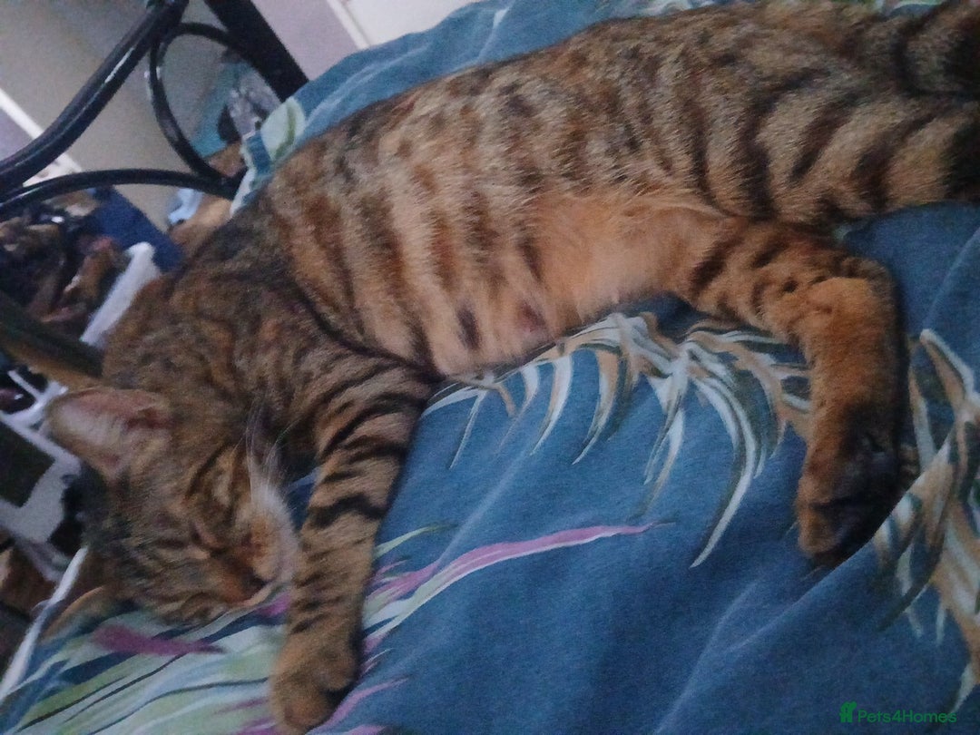 Bengal cats for sale: Half Bengal kittens - Image 11