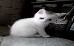Scottish Fold cats for sale: 1 Scottish fold 1 Scottish straight for sale  - Image 6