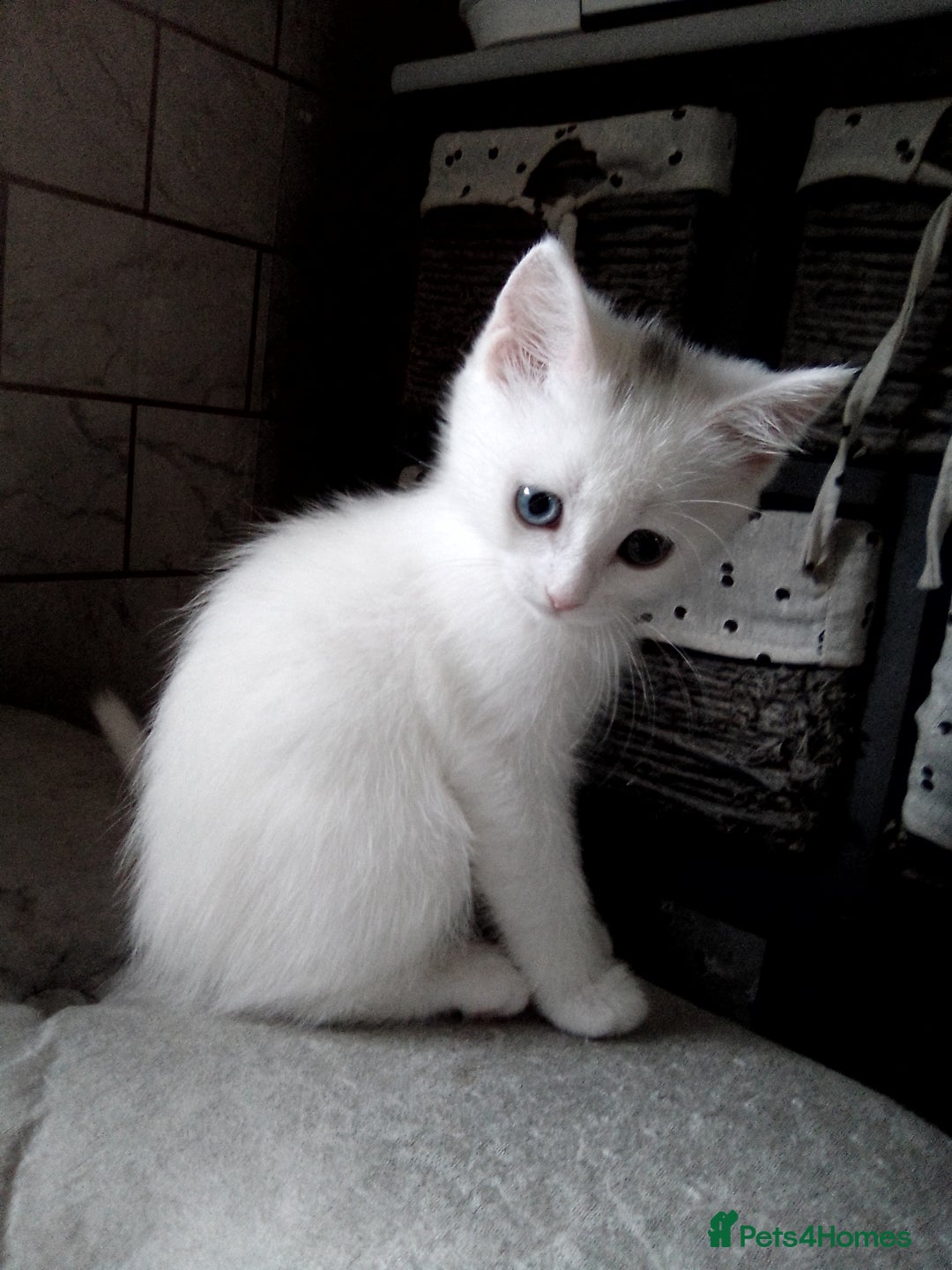 Scottish Fold cats for sale: 1 Scottish fold 1 Scottish straight for sale  - Image 6