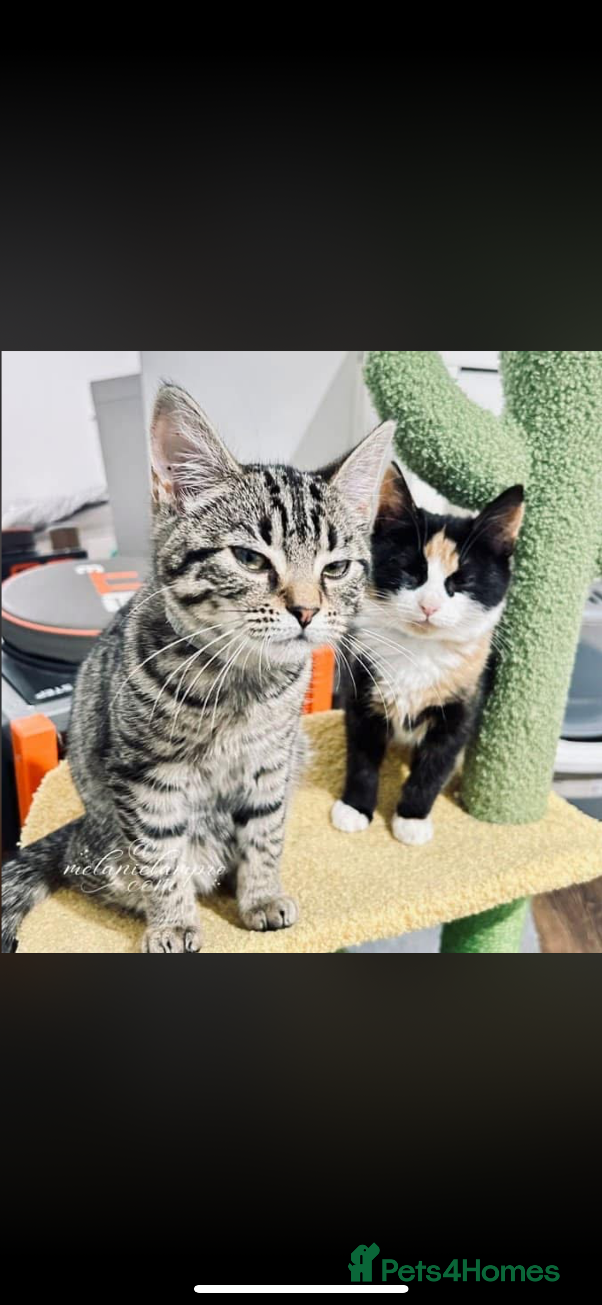 Domestic Shorthair cats Tabby rescue kittens 🥰🧡 - Advert 21