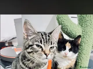 Domestic Shorthair cats Tabby rescue kittens 🥰🧡 - Advert 21
