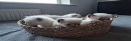 Ragdoll cats for sale: Purebred Ragdoll Kittens, Vaccinated  & Microchipp in Bradford - Advert 3