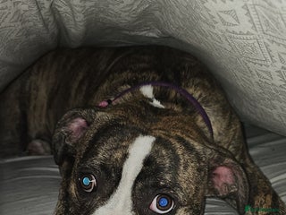 Mixed Breed dogs American bully cross pocket bully - Advert 1