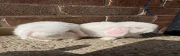 Mini Lop rabbits for sale: Excellent quality mini lops  - Advert 4