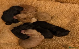 Cavapoo dogs for sale: Beautiful cavapoo puppies from a family home - Image 4