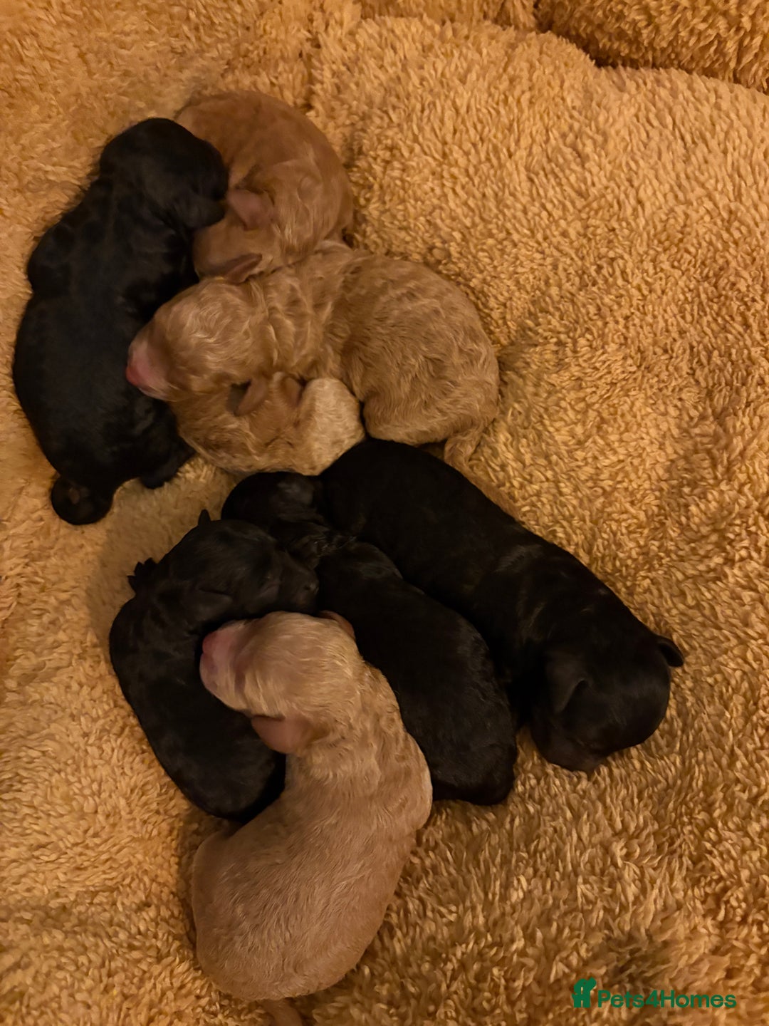Cavapoo dogs for sale: Beautiful cavapoo puppies from a family home - Image 4