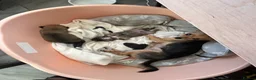 Chihuahua dogs for sale: Beautiful chihuahua puppies  - Advert 8