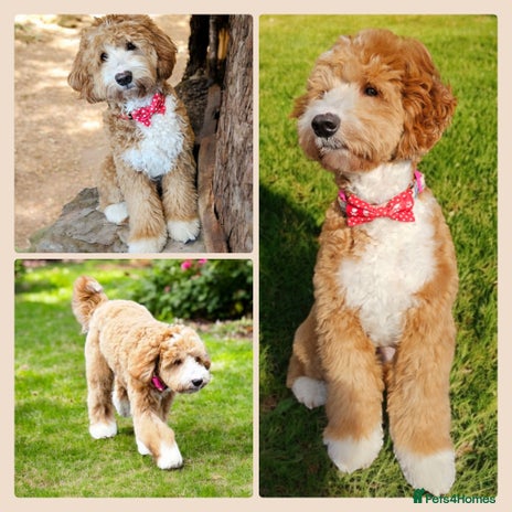 Labradoodle dogs in Kettering - Advert 1