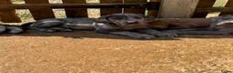 Cane Corso dogs for sale: Cane corso pups  in Dereham - Advert 4