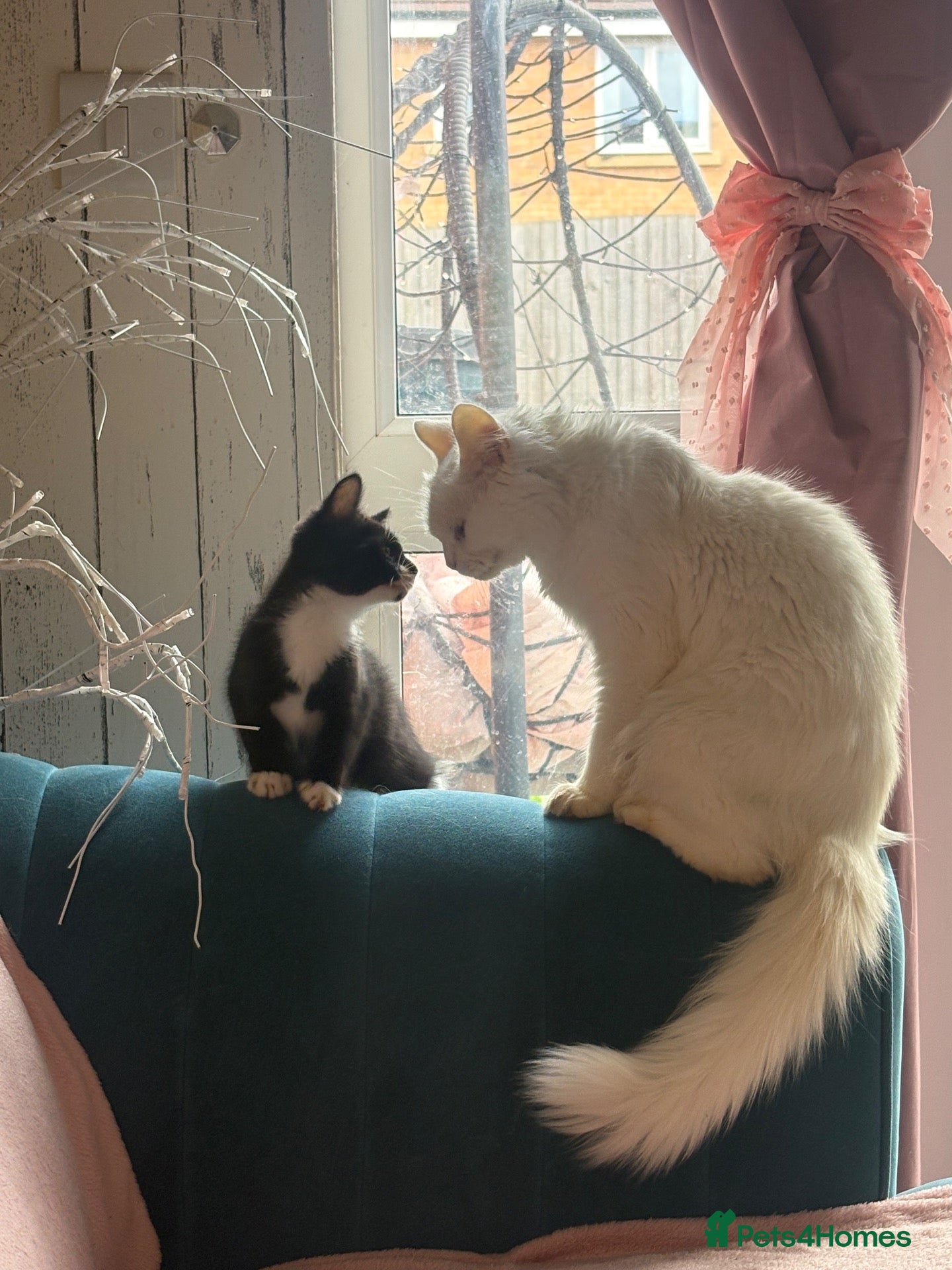 Mixed Breed cats 3 girls left Sweet kittens need loving homes - Advert 13