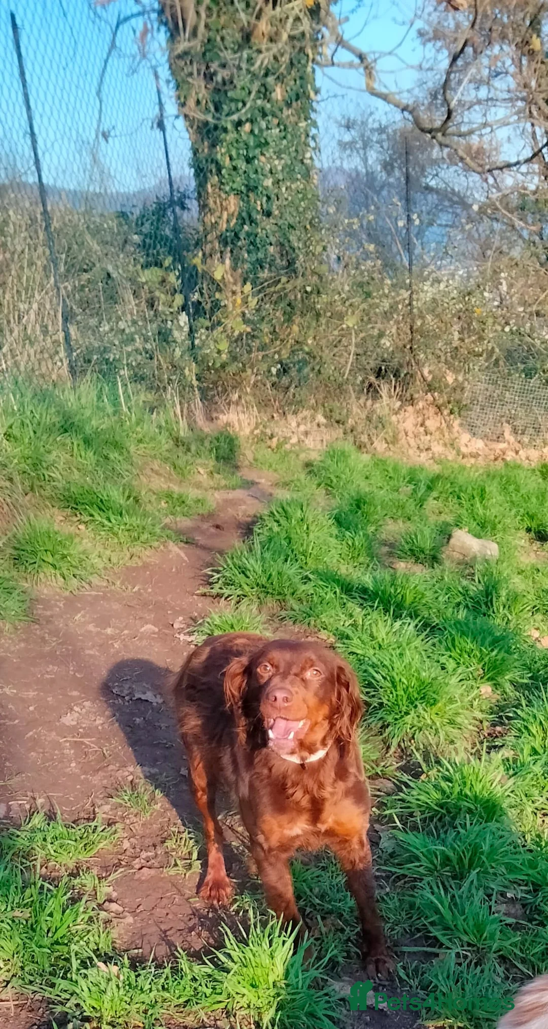 Brittany Spaniel dogs for adoption: Diana, a lovely young Brittany - Advert 2