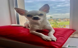 Chihuahua dogs for stud: Teacup Chihuahua for stud - Image 6