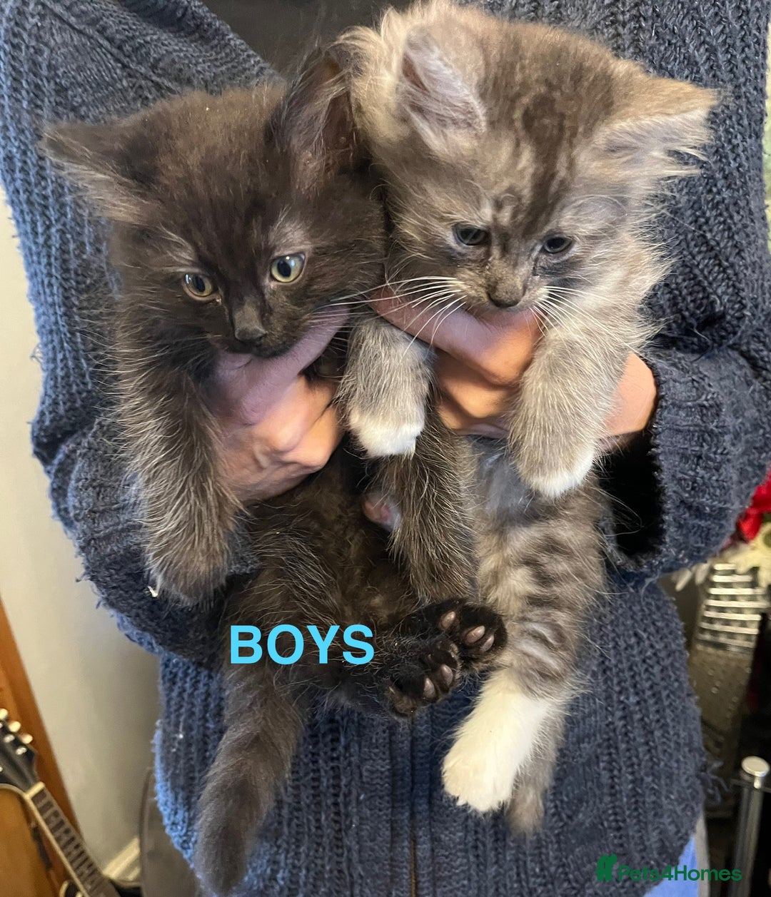 Ragdoll cats for sale: RAGDOLL X SILVER (READY NOW) - Image 2