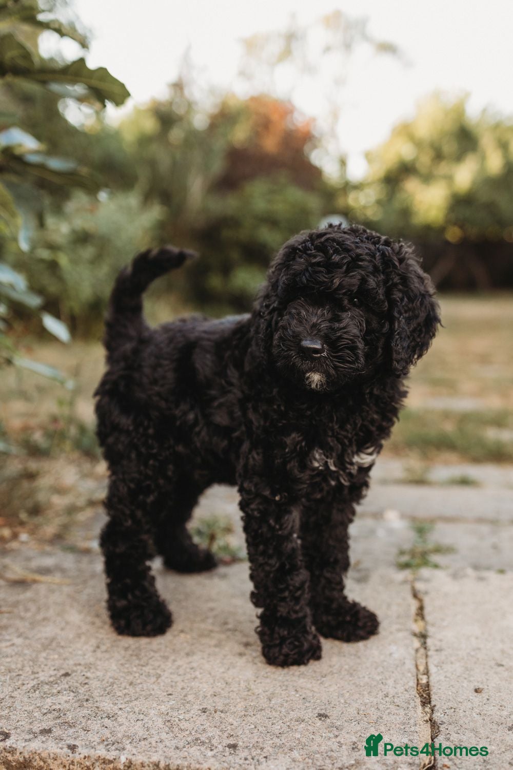 Australian Labradoodle dogs Australian labradoodle puppies Medium - Advert 2